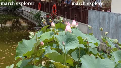 Lotus Flowers。Water Lilies。Fanling Hong Lok Park, 粉嶺荷花睡蓮。粉嶺康樂公園荷花 mhp1469, Jun 2021