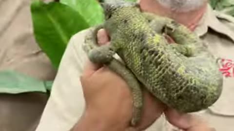 Check out this Monkey Tail Skink! 😱