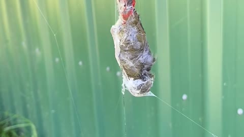 Bird Trapped in Spider's Web