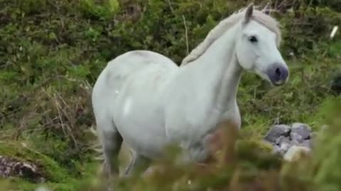 cute_moment_of_the_white_horse_-_Animal_Hub(480p)