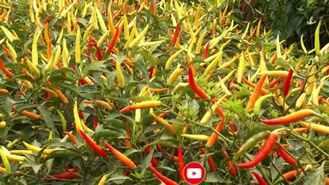 CAYENNE PEPPER’s ShockingSecrets That Seem Illegal to Know!