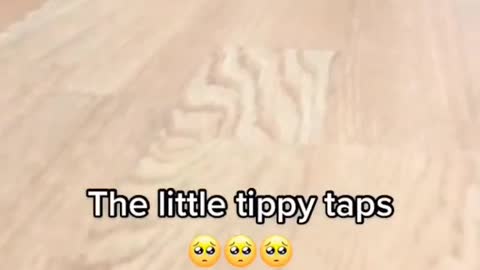Tiny Tito to Ito fu funny animals prank videos