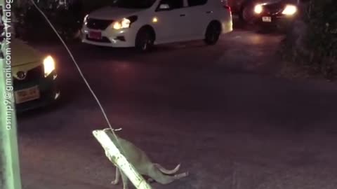 Dog stops traffic