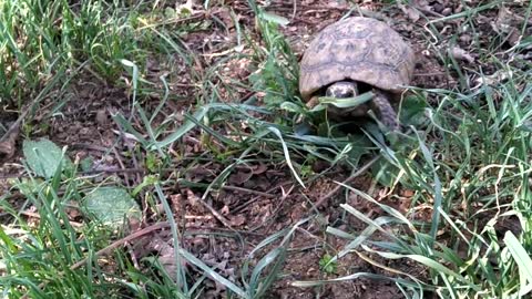 my cute turtle always welcomes me and rushes to me