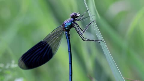 Amazing Dragonflies