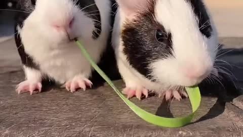 Funny and cute mouses kissing while eating