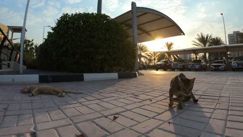 ED SHEERAN & MICHAEL JACKSON - Homeless cats in Ras Al Khaimah, UAE #cat #EdSheeran #MichaelJackson