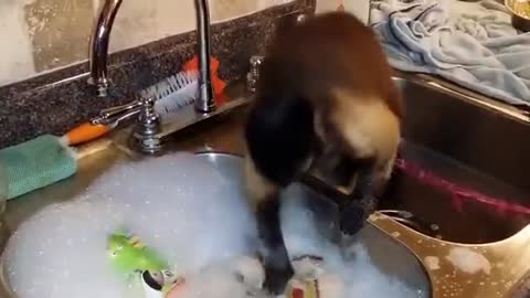 Amazing video monkey wash clothes