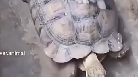 Short video of tortoise and rabbit.