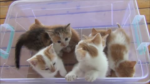 Kittens meowing (too much cuteness) - All talking at the same time!