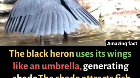 Amazing the black heron uses its wing like umbrella ||