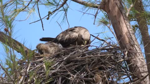 Eagle building a nest in a tree