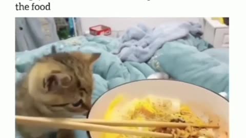 Best funny cats -- videos 2022 _ Funniest Dogs and Cats -- Videos