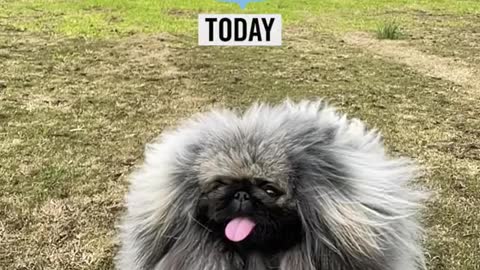 🔥Funniest Dogs will make you laugh all day long | Instagram Reels and Tiktok Videos | Desi animals 🔥