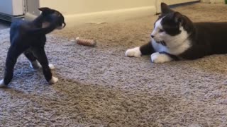 Devon Rex Kitten Surprised by Normal Size Cat