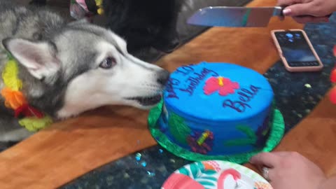 Husky 10th Birthday