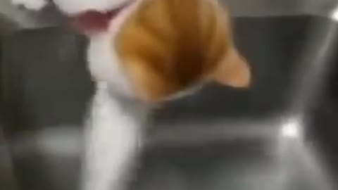 Cat 🐱 funny video 2022