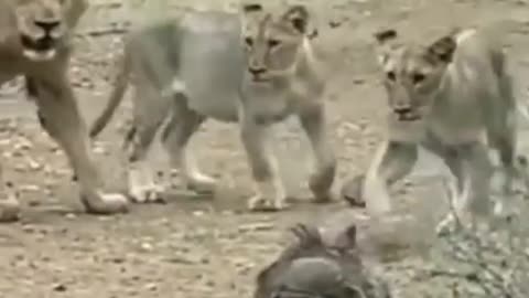 Lion family playing with worthog 🤣 viral video