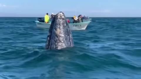 Gray Whale loves Spy hopping in San Ignacio Lagoon