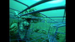 Completely Filling a Crab Trap