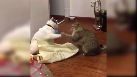 Cates cute fighting