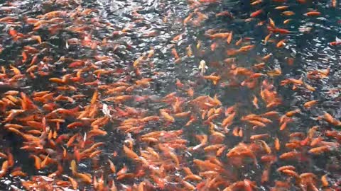 A flock of goldfish