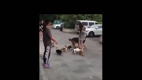 German shepherd scared of pack of puppies