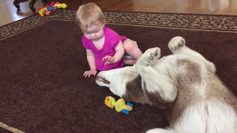A darling baby’s infatuation with a Husky’s mouth!!