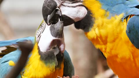 Parrots Romance