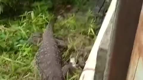 Cat 😺 vs 🐊 fight clips