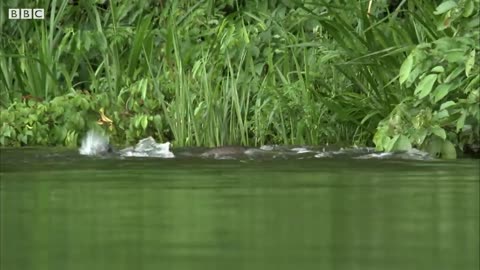 Otter Family Defeats Caiman in an Incredible Fight BBC Earth