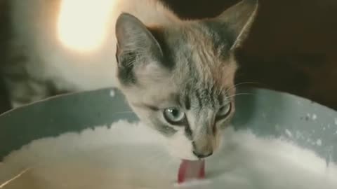 Omg So Cute And Funny Cat Video 2021। Cat Lovers Video Part 3