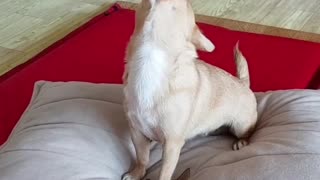 Chihuahua Loves a Harmonica