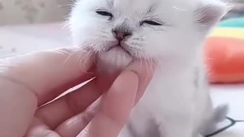Cute Kitten Baby Cat Funny that will make you Happy