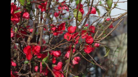 Busy Bee Gathering Pollen on Quince Flowers