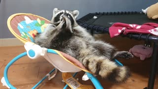 Raccoon shaves his own beard and manages himself.