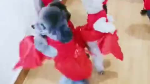 cute dogs poodle dance party😂😂🤣