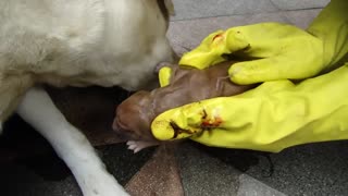 Birth Labrador after a long time