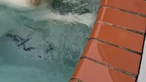 English Golden Retriever playing with the pool intake jet