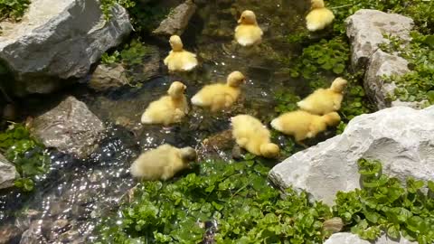 Cute Baby Call Ducks