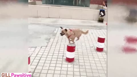 Gymnastic dog..jumping on blocks