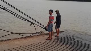 Ferry Crew Rescues Swimming Pig