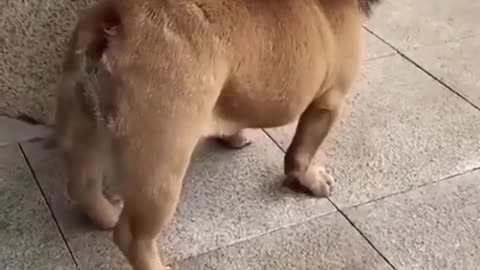 Very funny dogs video It's a lion, not a dog 🤣🤣