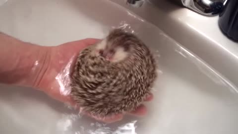 Hedgehog angry on water >=[