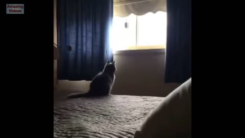 #Funny cat jump fail#