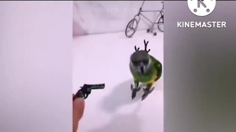 The performance of the pet parrot