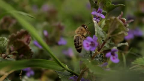 Bee Foraging Honey from Purple Flowers