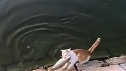 Funny cat- cute cat- cat videos- hilarious