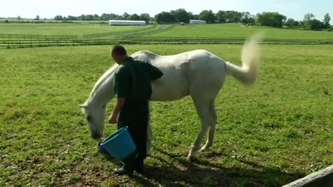 Racehorses teach New York inmates unexpected lessons 30 years on
