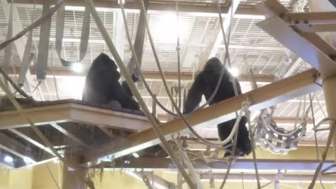 Excited Silverback Gorilla Asks A Female To Mate ❤️